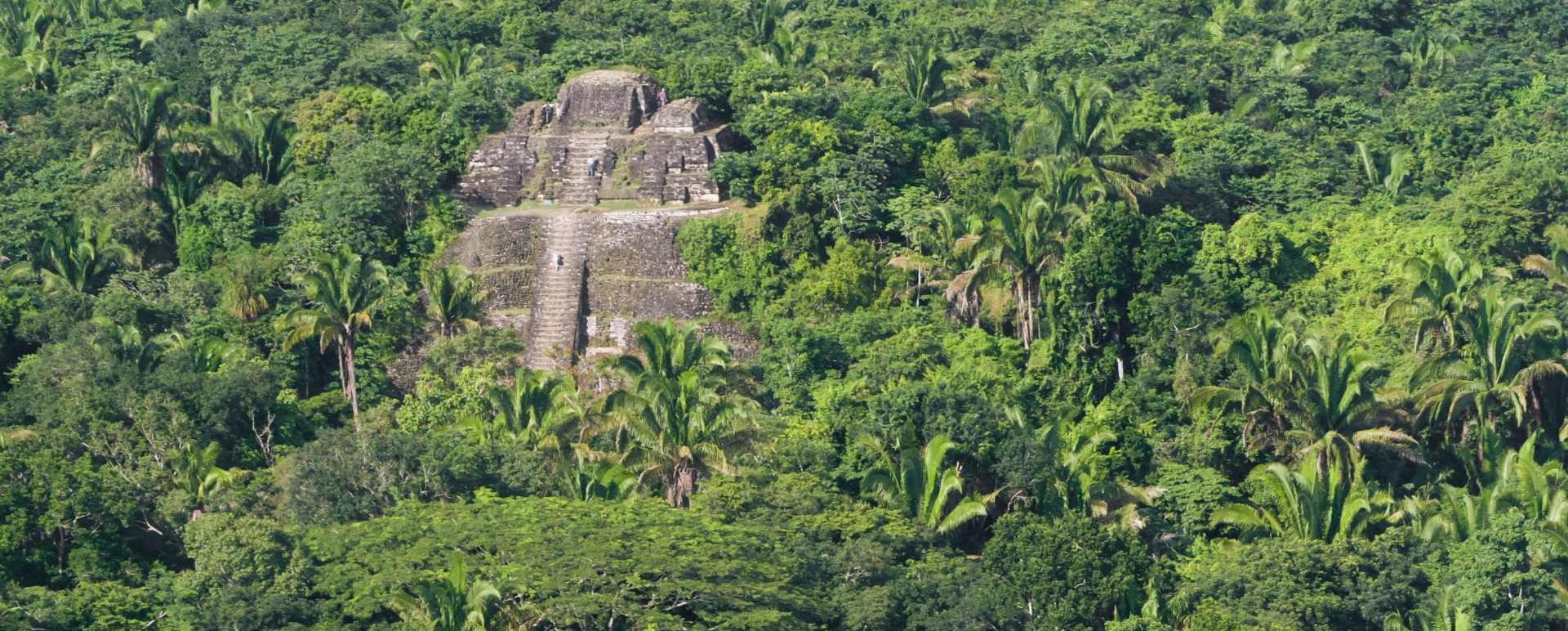 Belizean Jungle