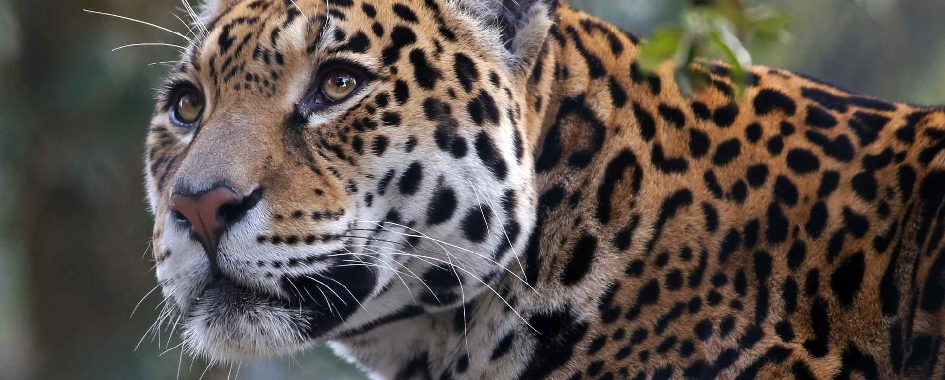 Amazon and Pantanal