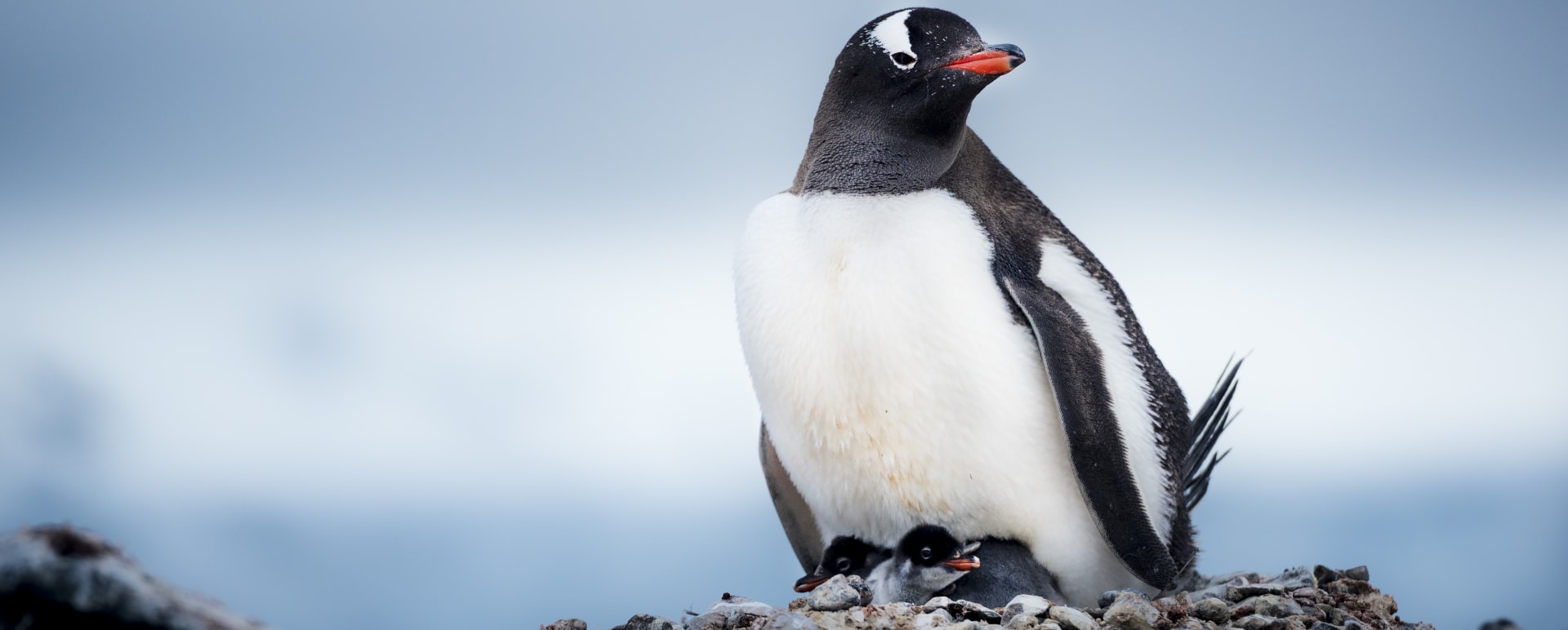 Pengunins 