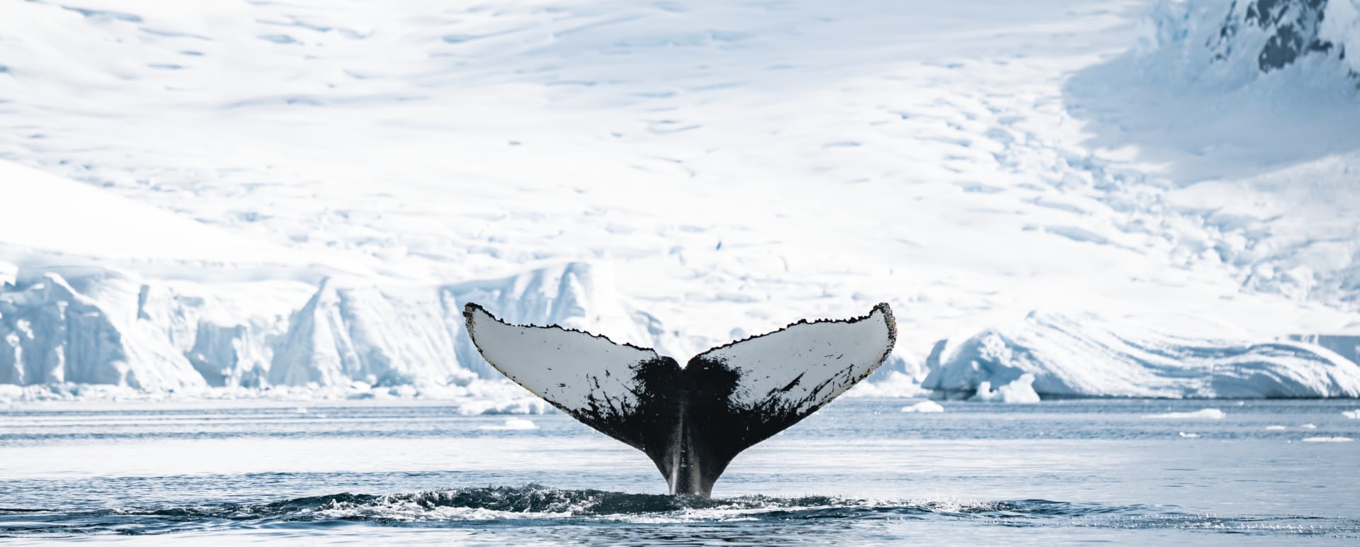 whale tail 