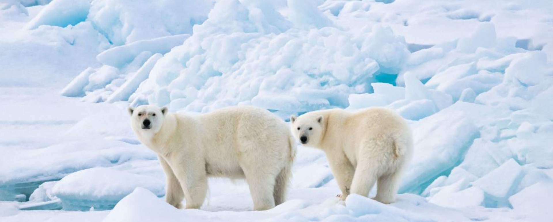 Wildlife 