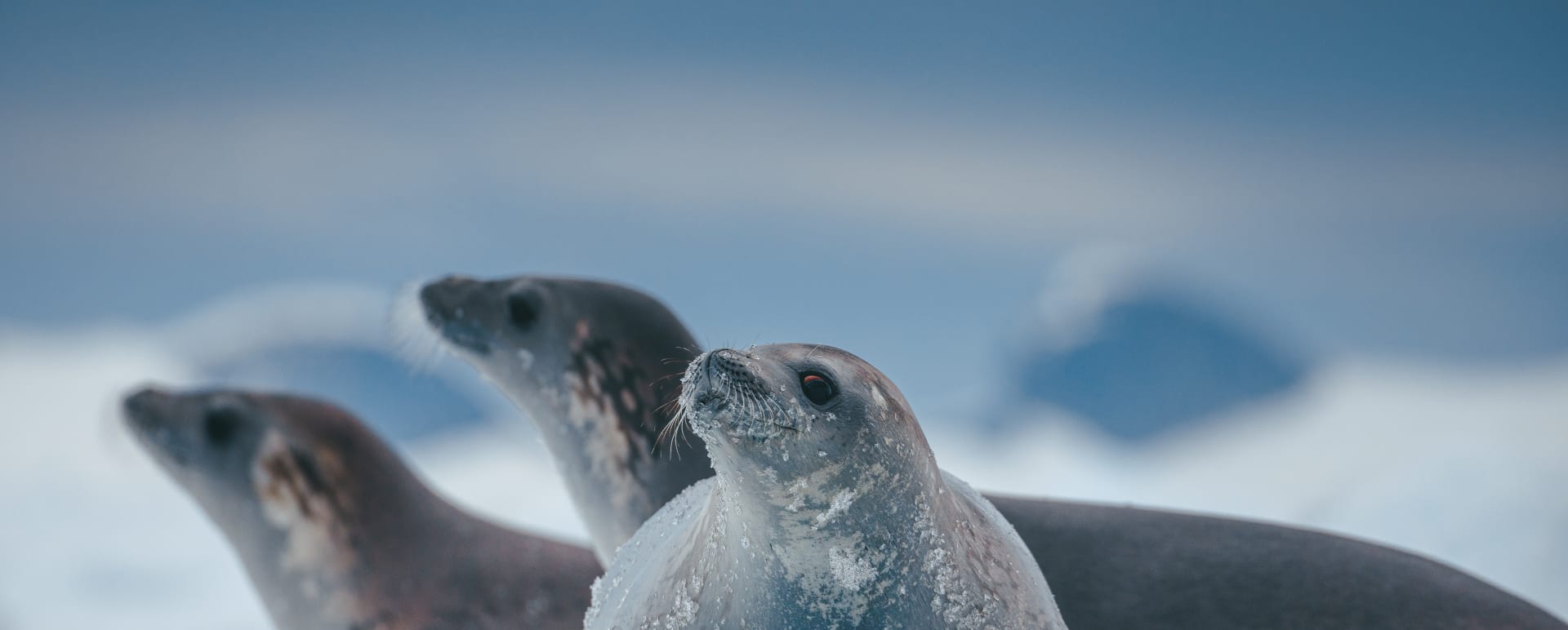 Crab eater seals 