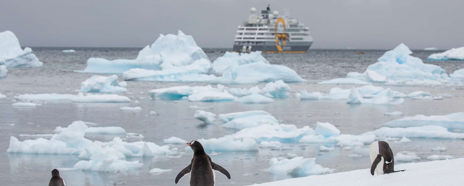 Penguins  