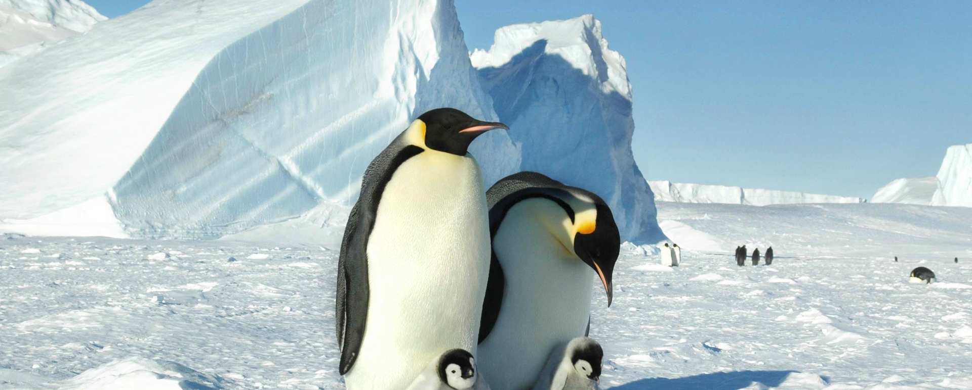 Protective parents 