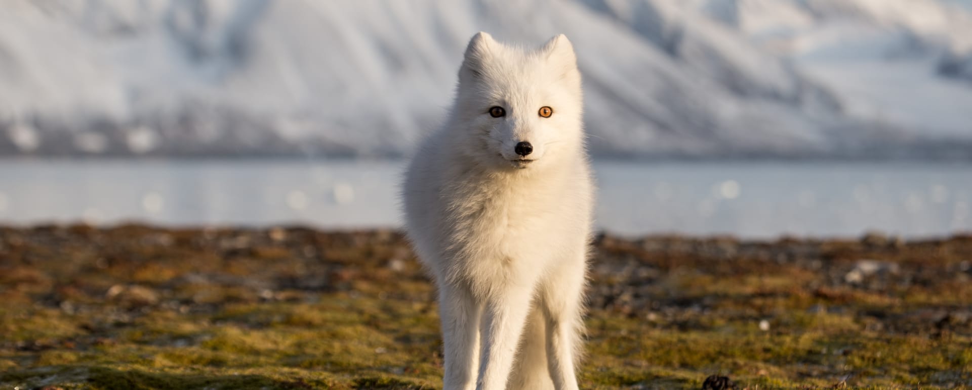 Arctic Fox 