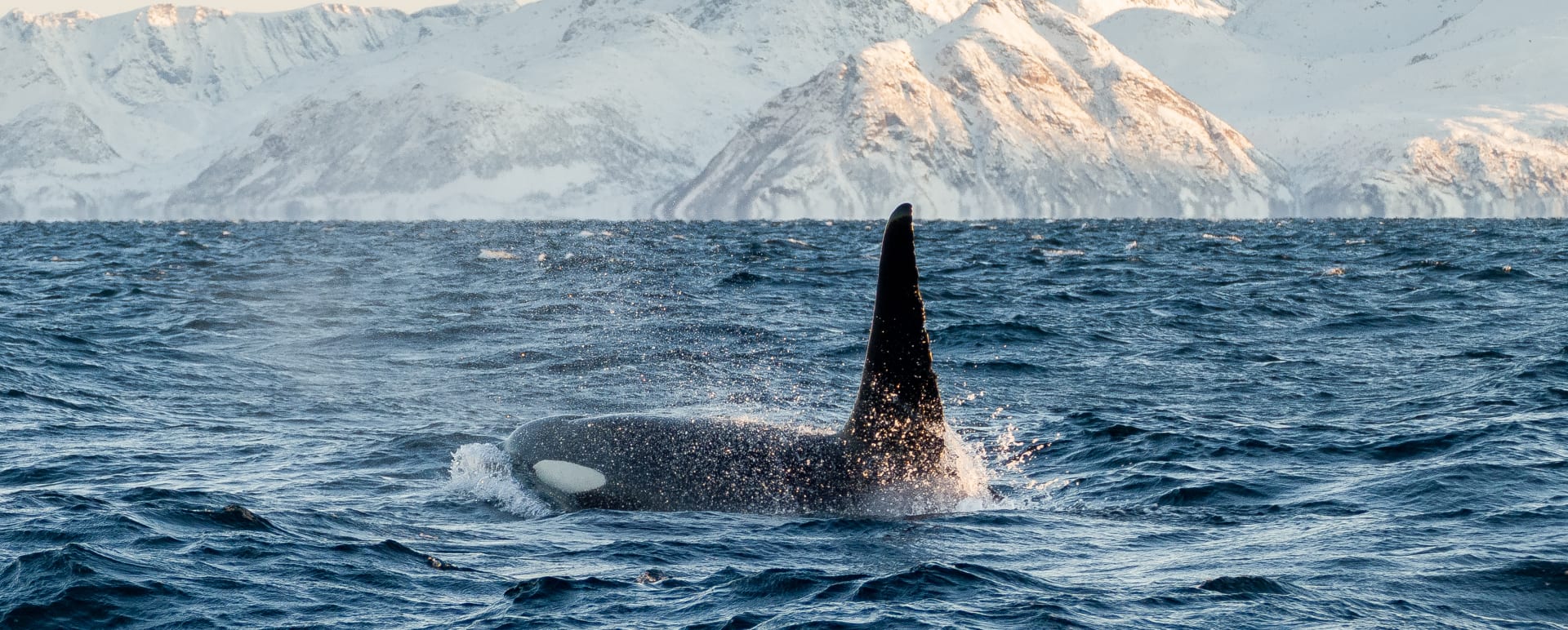 Orca 