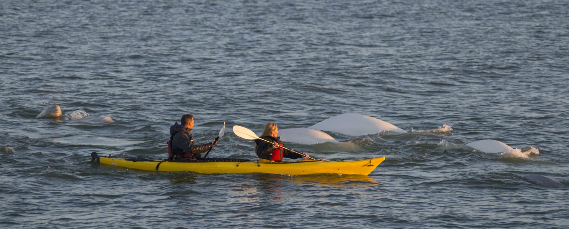 Kayaking with Belugas 