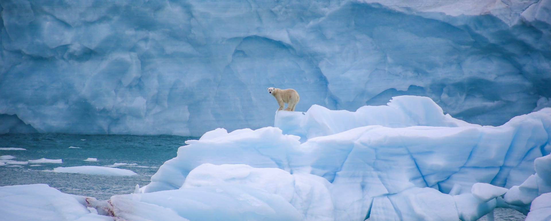 Polar Bear 