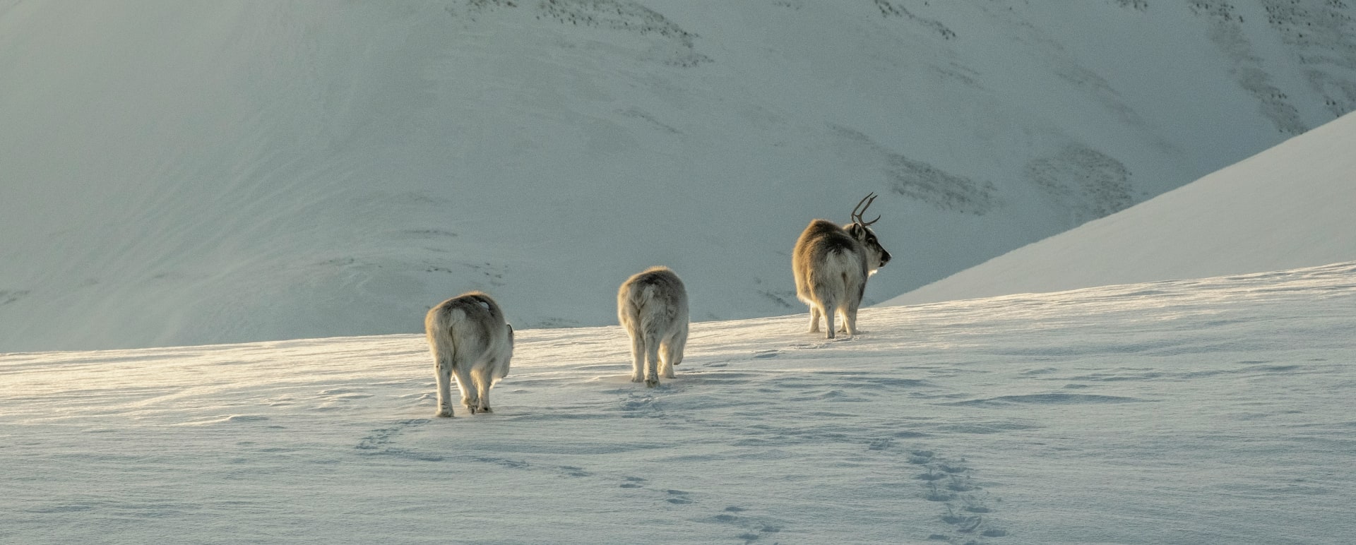 Reindeer 