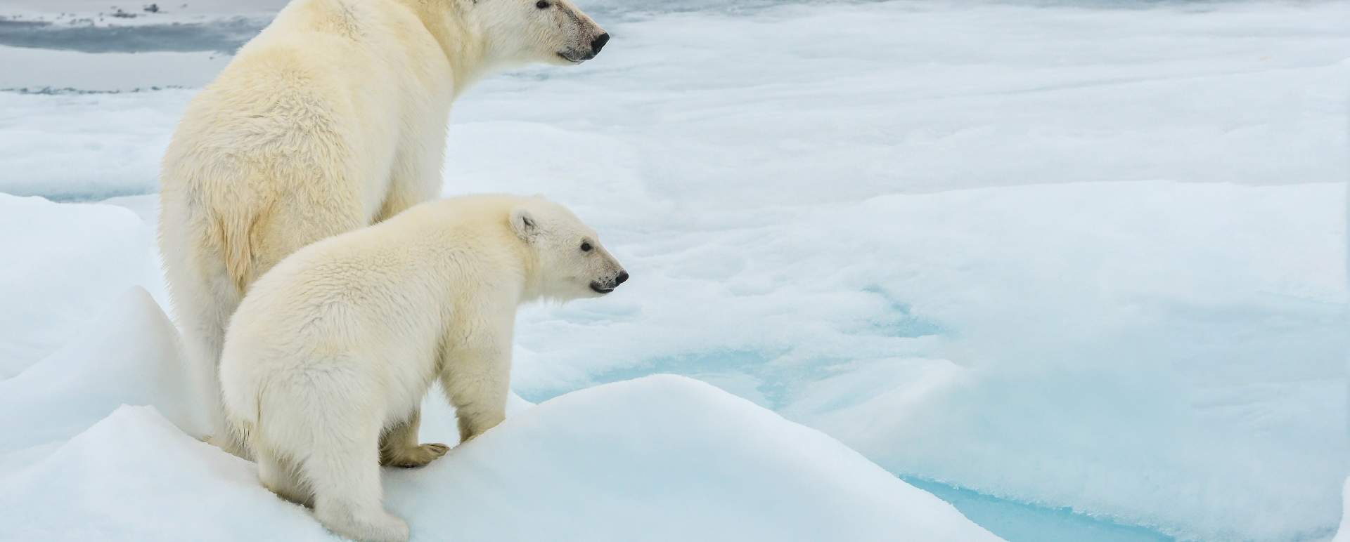 Realm of the Polar Bear  Days 27