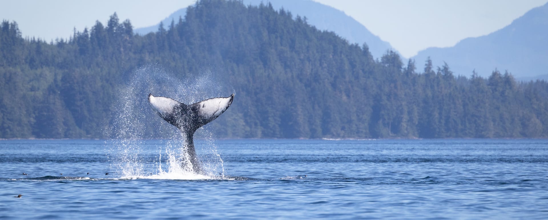 Humpback Whale 