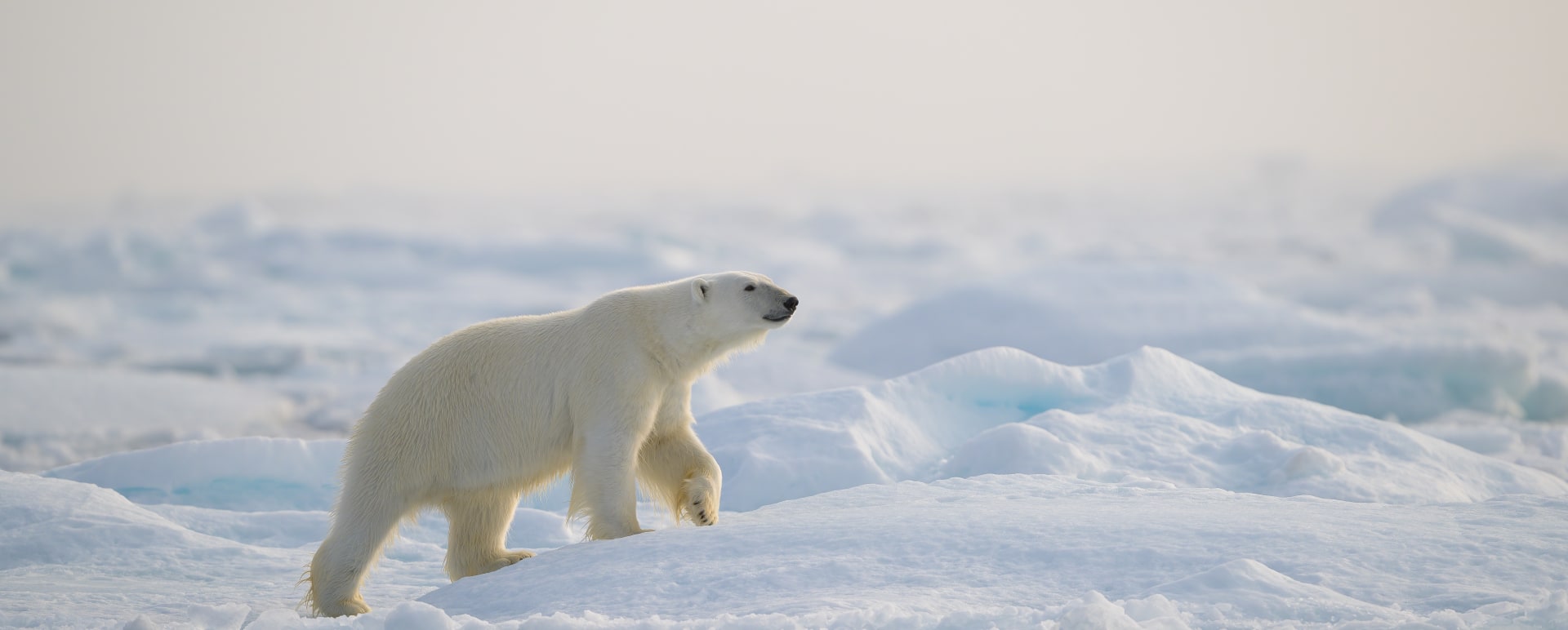 Polar Bear 