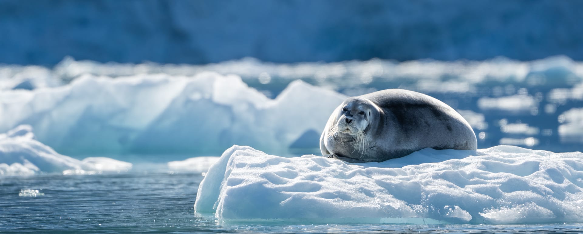 seal 