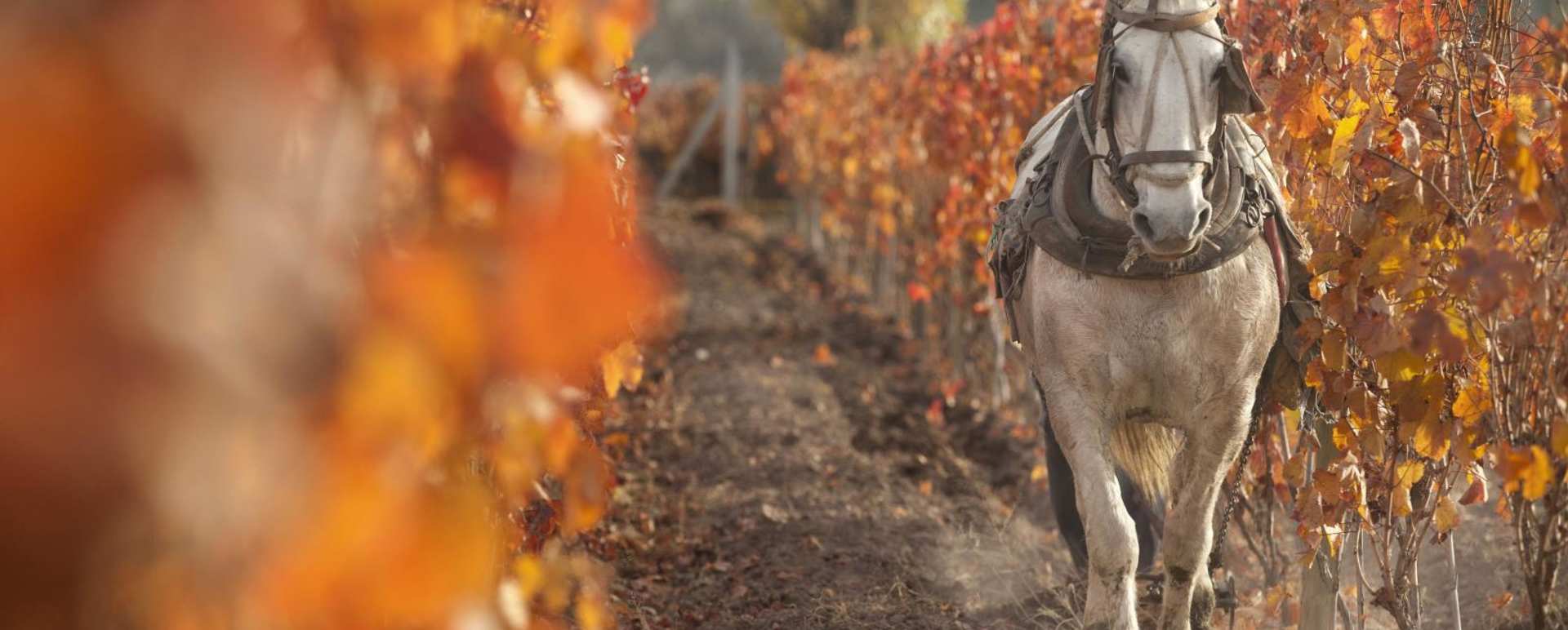 Vineyard Horse - Entre Cielos