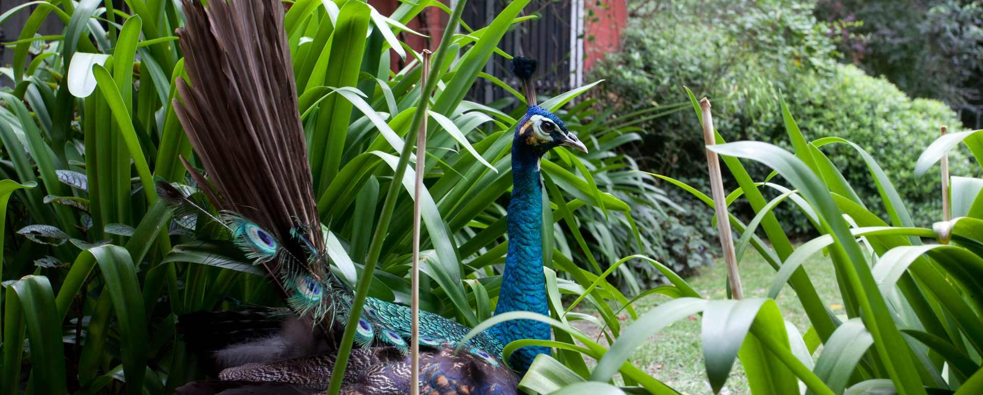 Peacock 