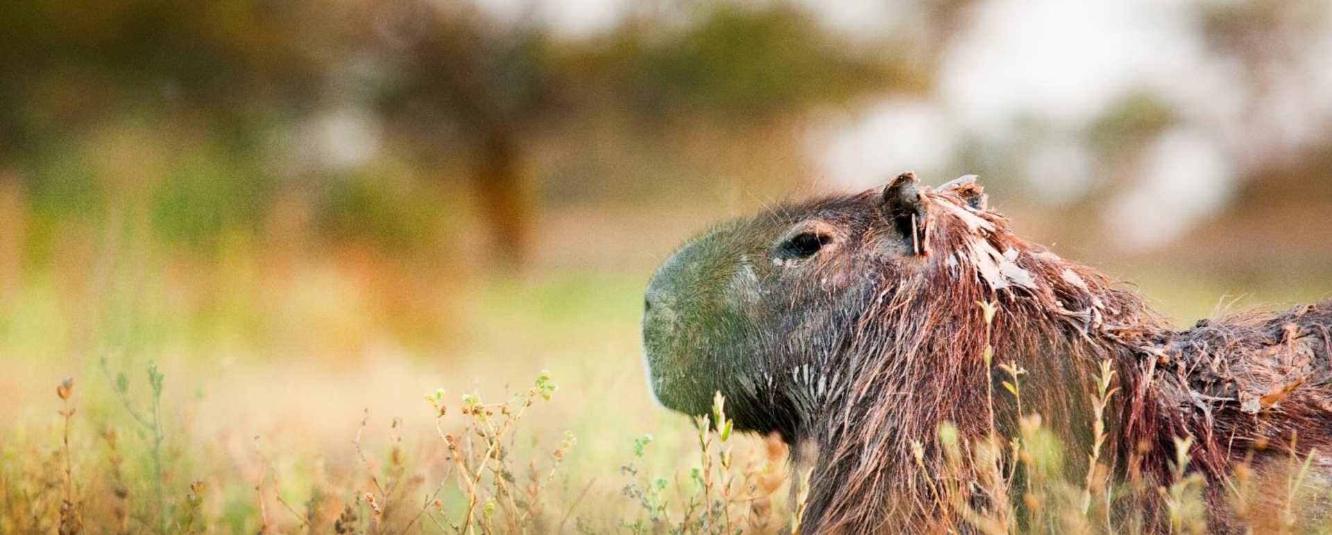 Capybara - Estancia Rincón del Socorro