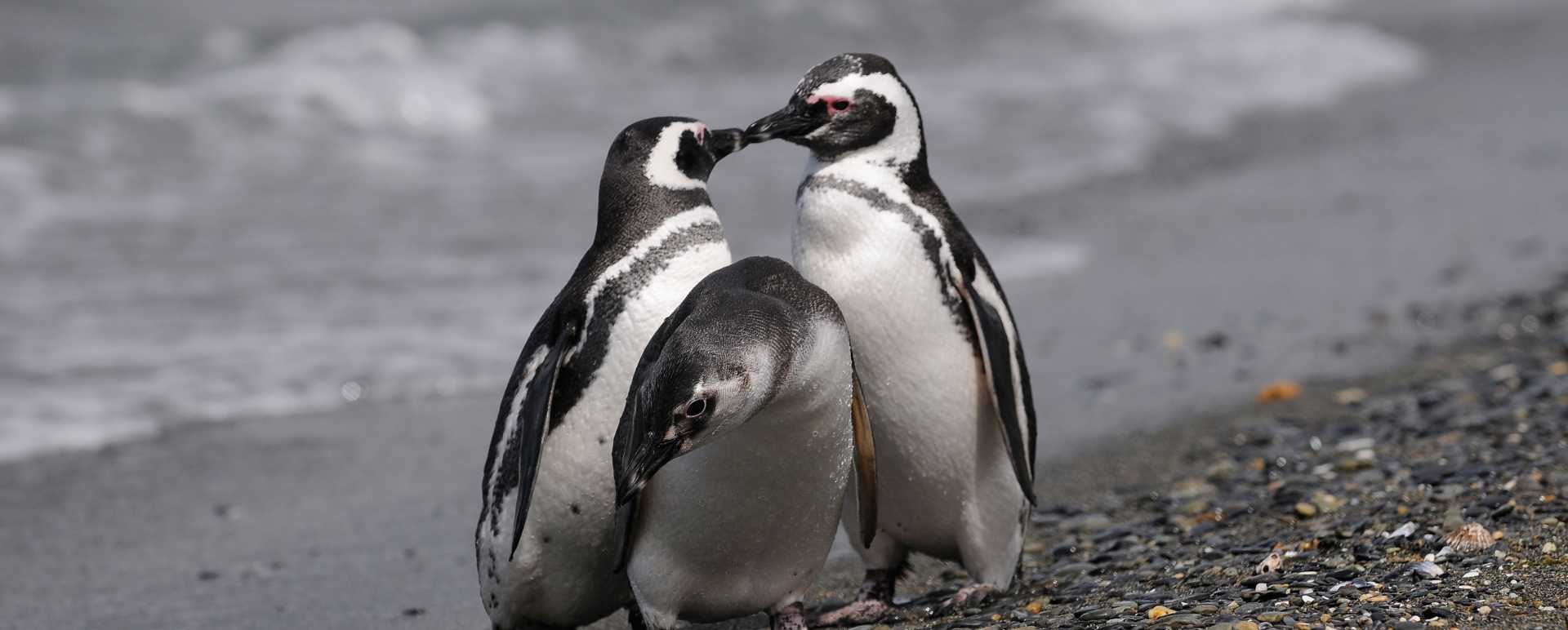 Penguins - Los Cauquenes Resort & Spa