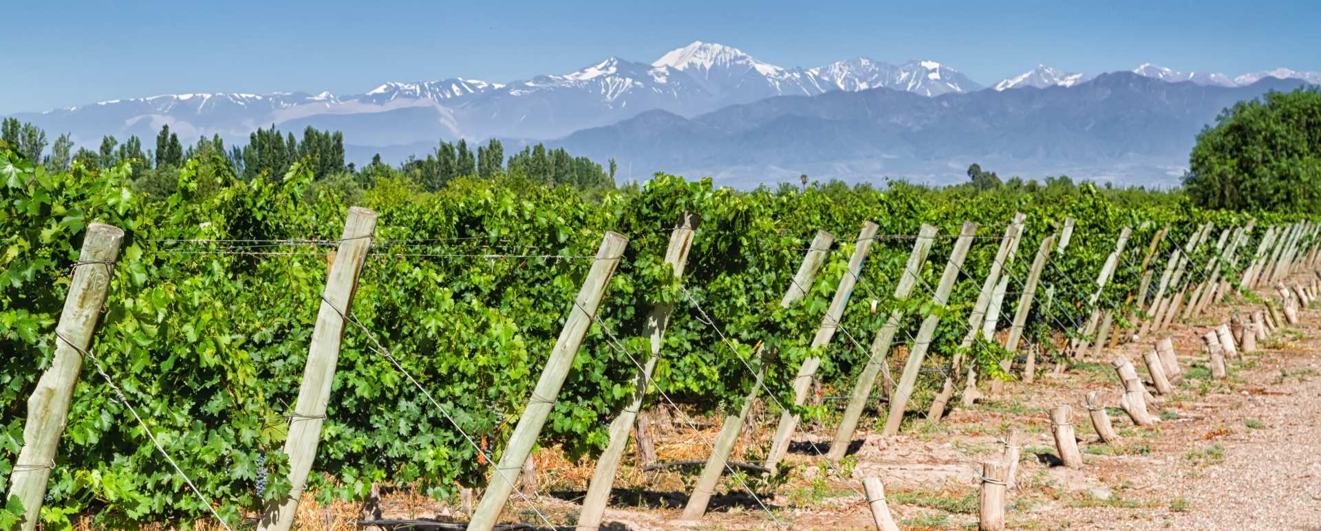 Wine Tasting in Lujan de Cuyo