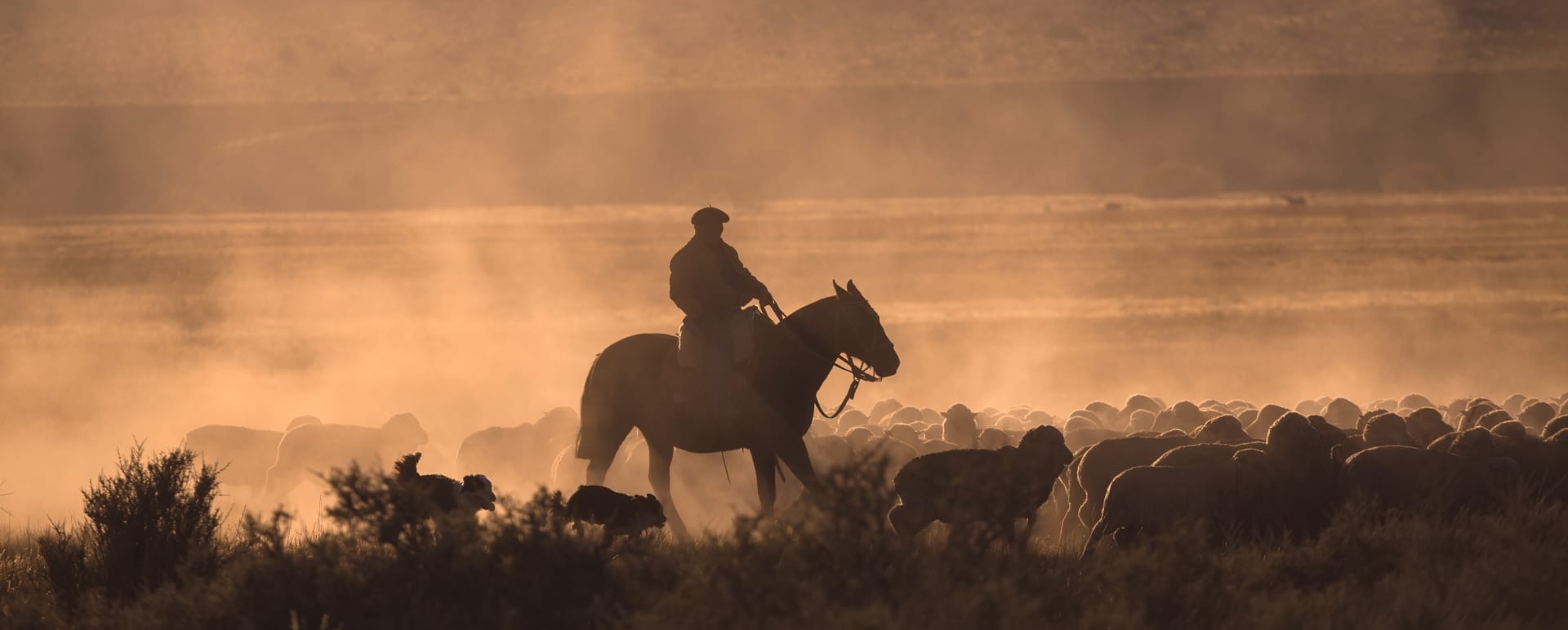 Gaucho 