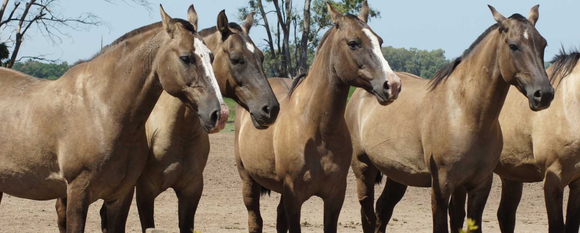 Horses 