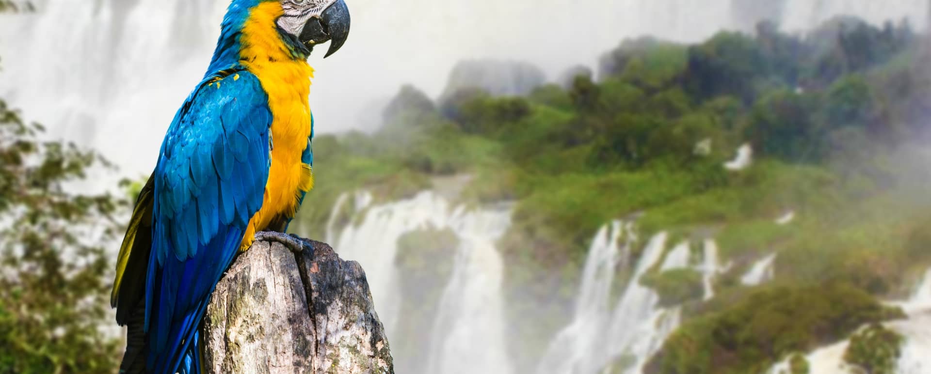 Iguazu Falls 