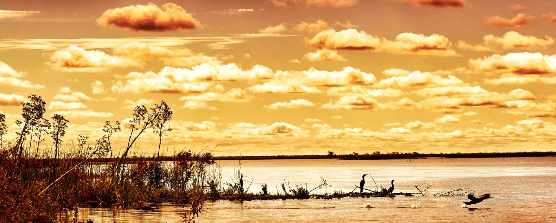 Ibera Wetlands 