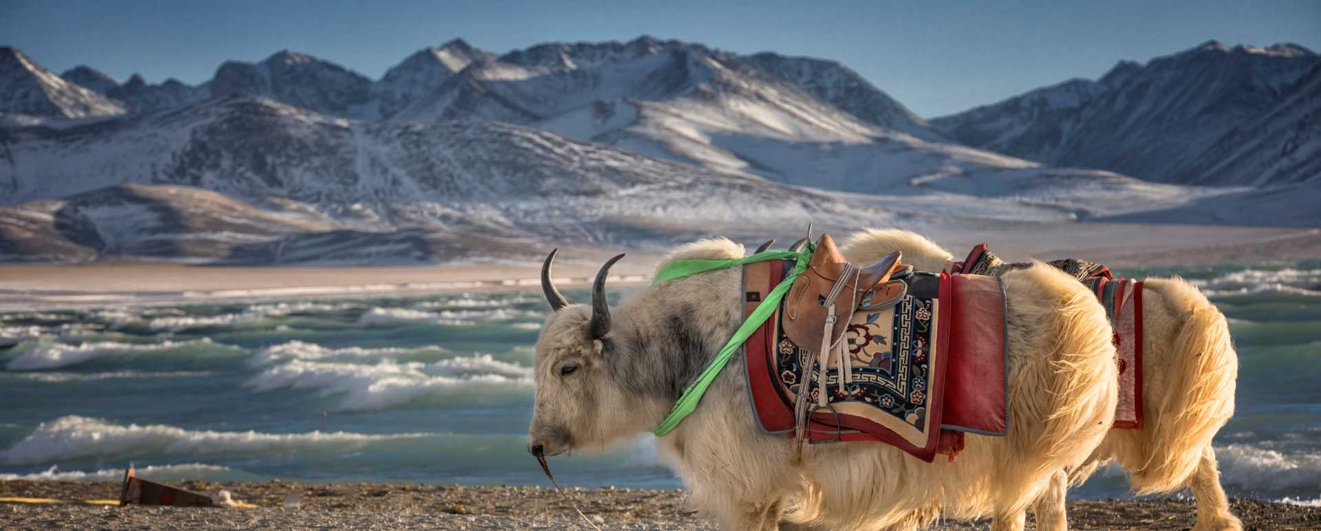 Tibet