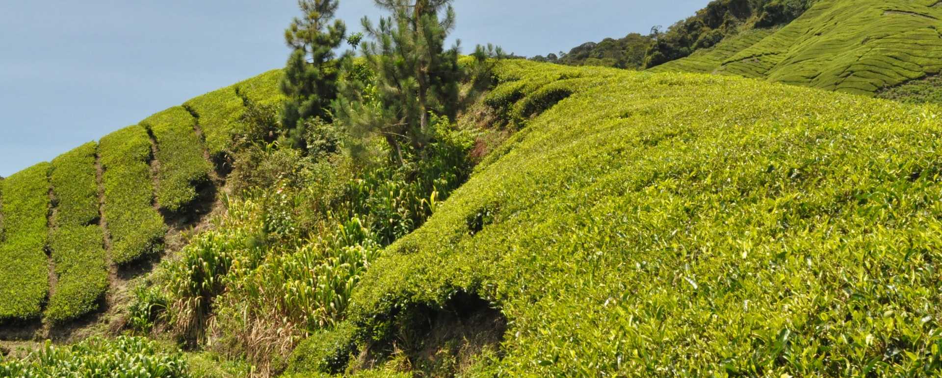 Cameron Highlands Central Malaysia