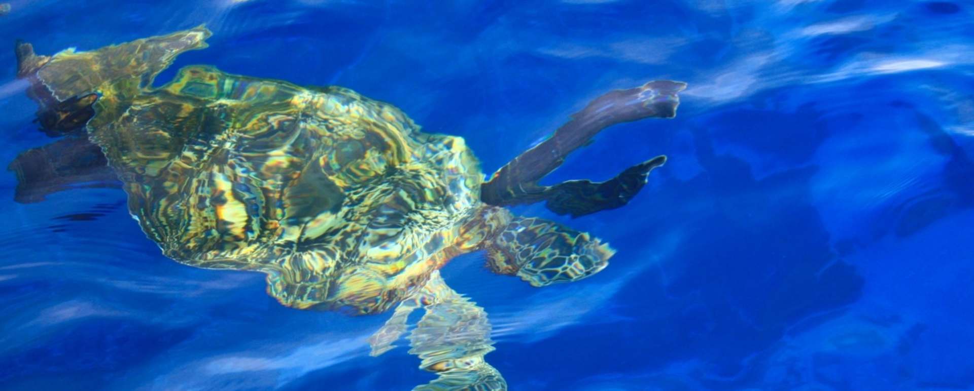 Turtle - Arajilla