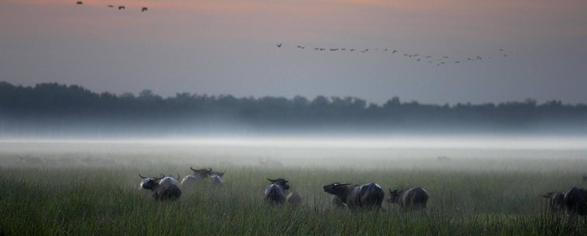 Buffalo at dawn - Bamurru Plains