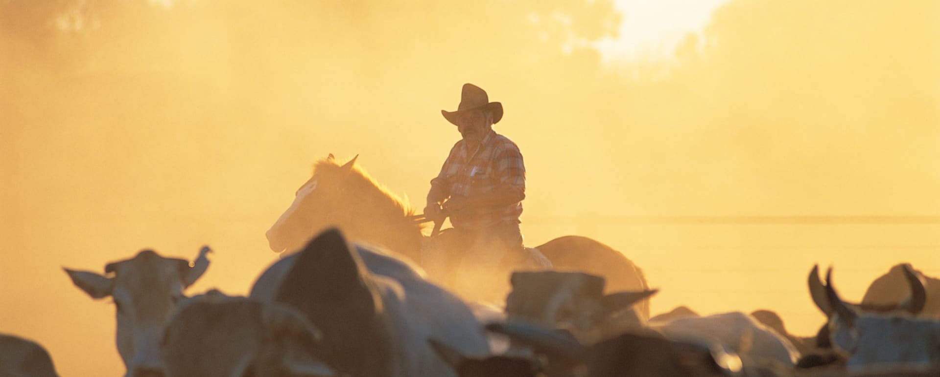 Mustering in the outback - Bullo River Station