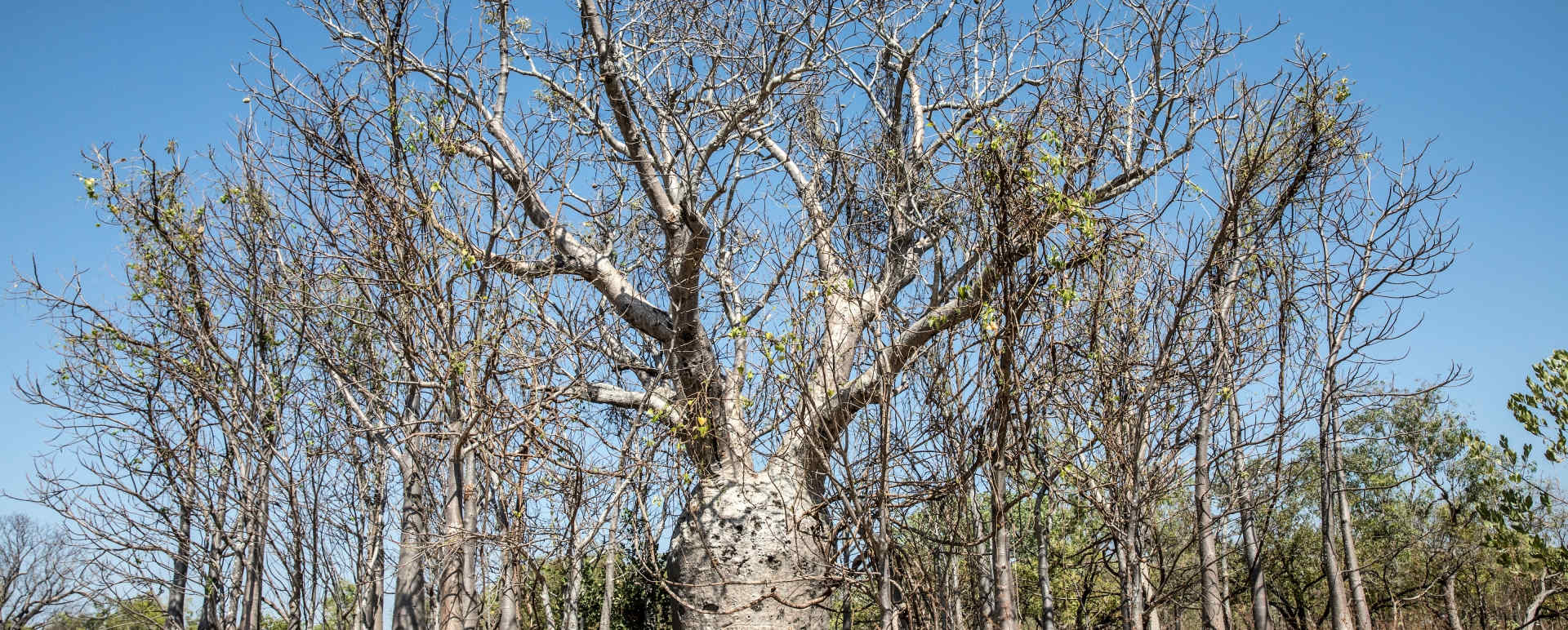 Baobab Tree - Bullo River Station 