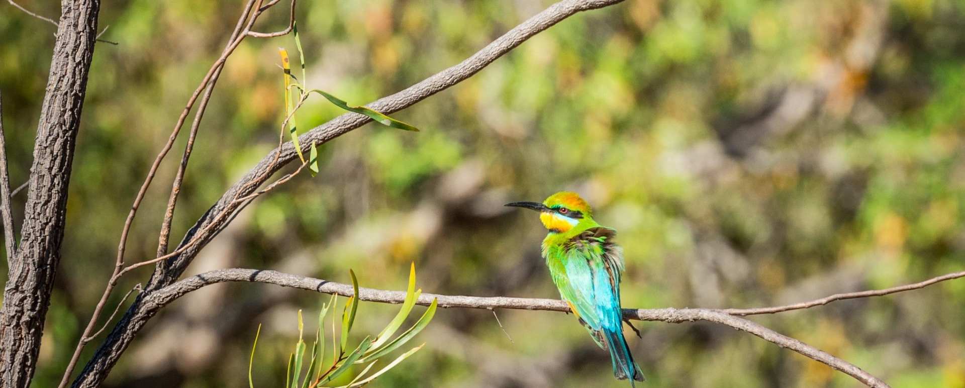 Birdlife - El Questro Homestead 