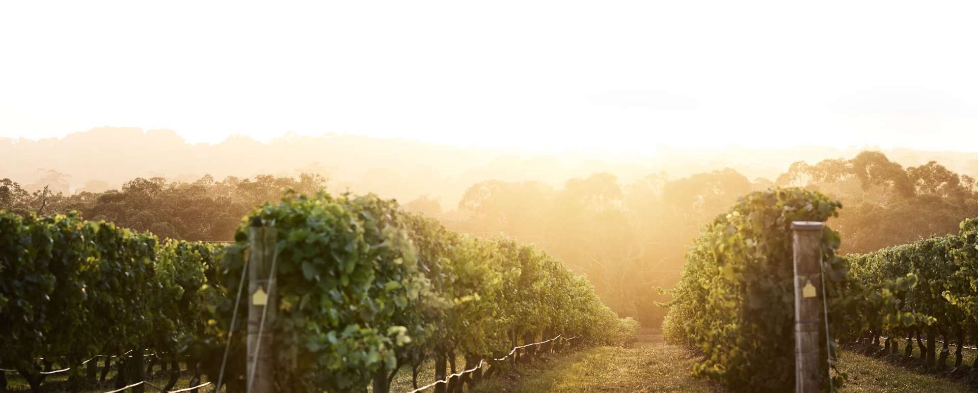 Vineyard - Jackalope Hotel
