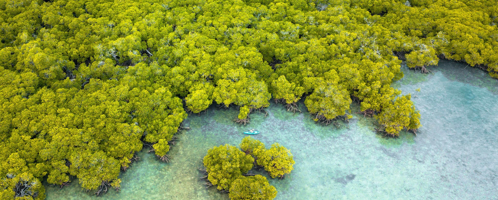 Mangrove - Orpheus Island 