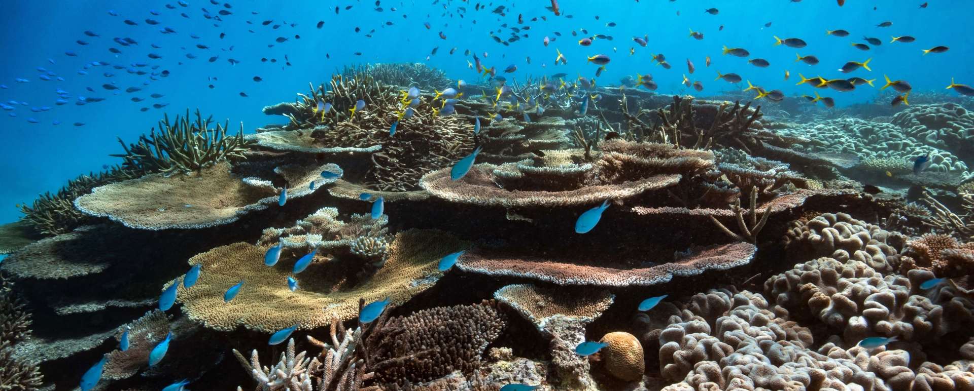 Marine Life - Orpheus Island 