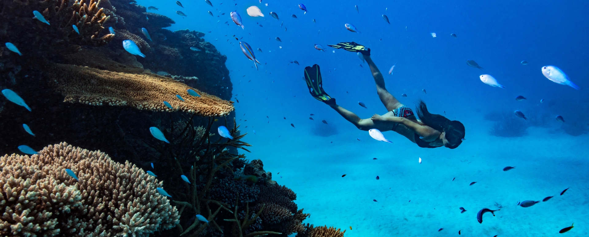 Snorkelling - Orpheus Island 