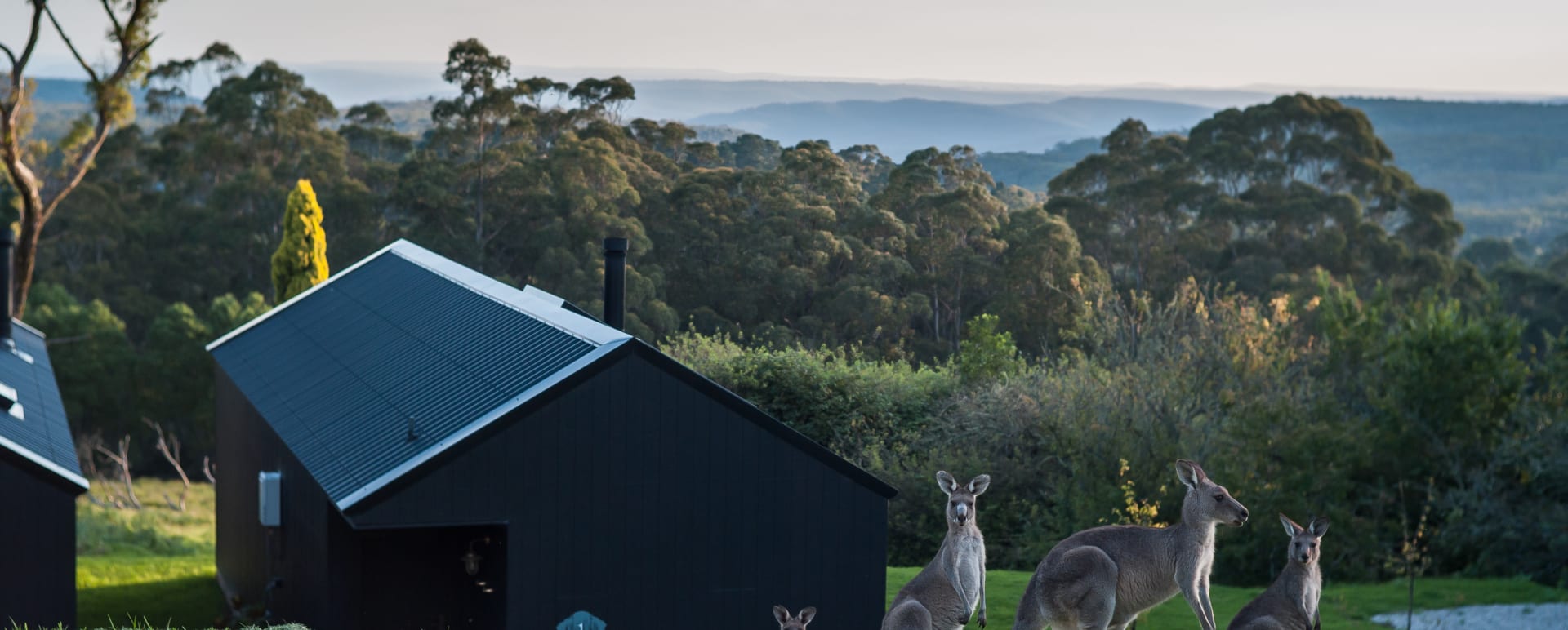Kangaroo Near the Forest Lodges 