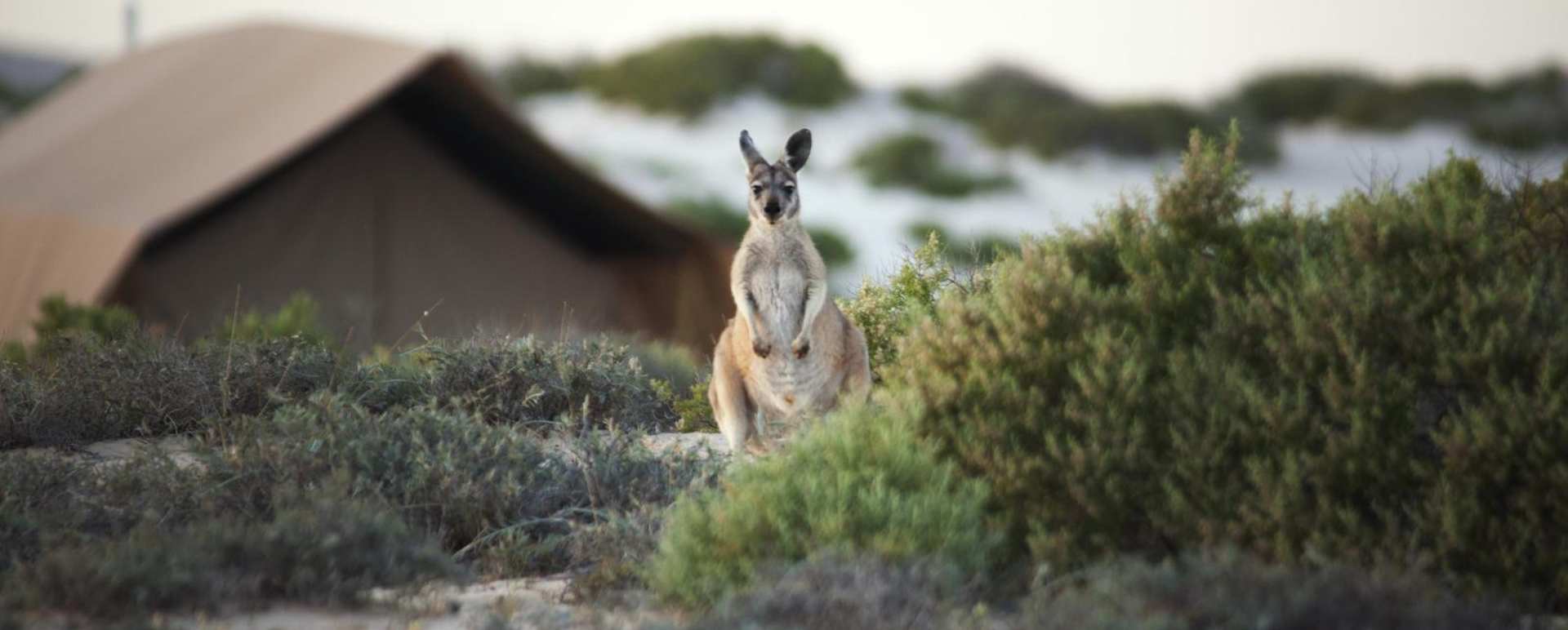 A camp visitor - Sal Salis