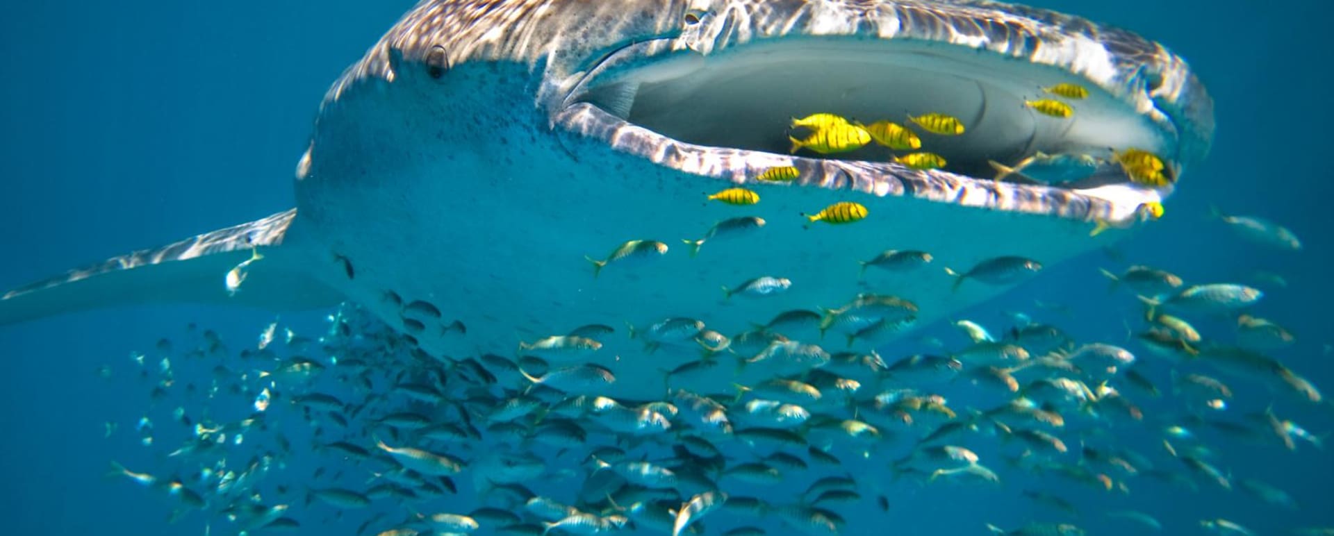 Life under the sea - Sal Salis