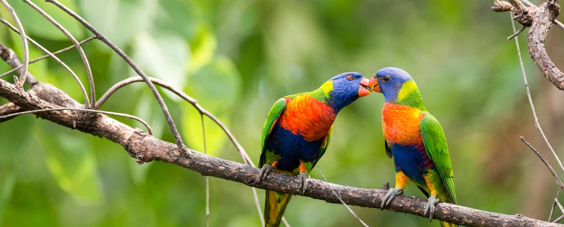 The local birdlife - Thala Beach Lodge