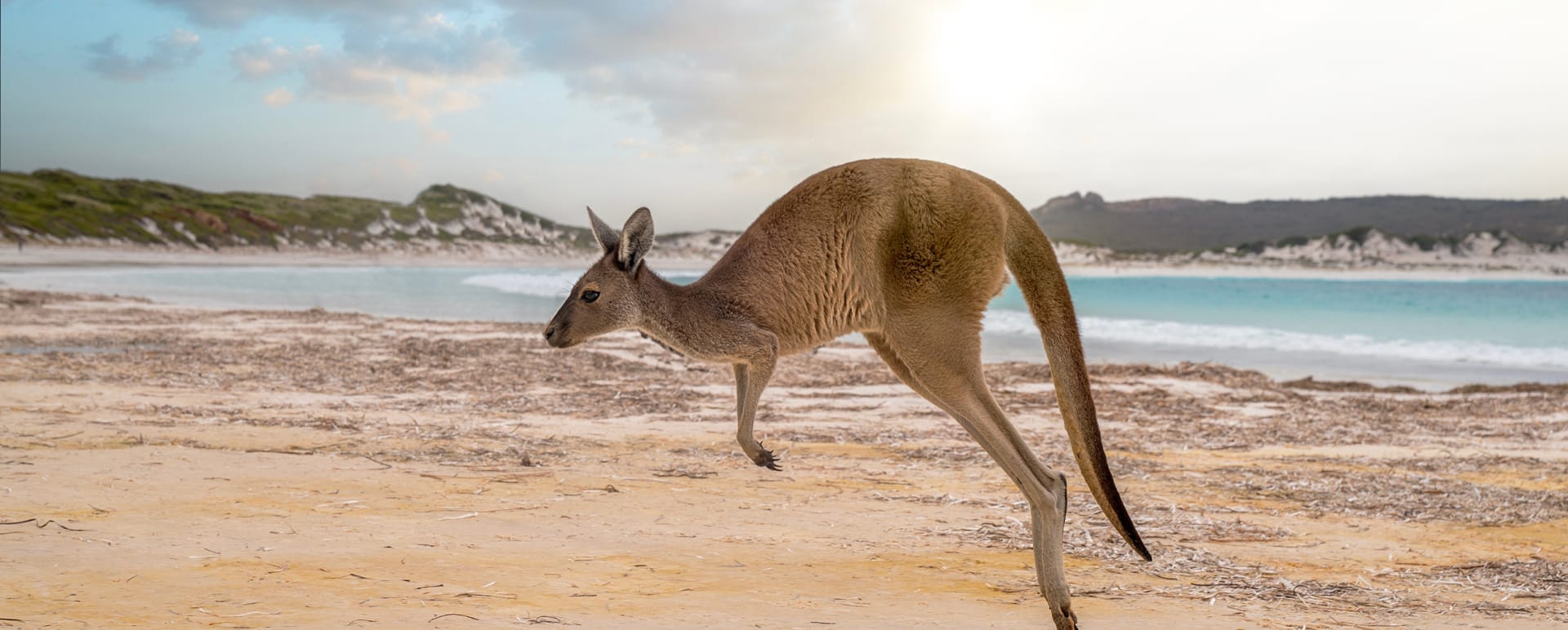 Kangaroo Island Adventure