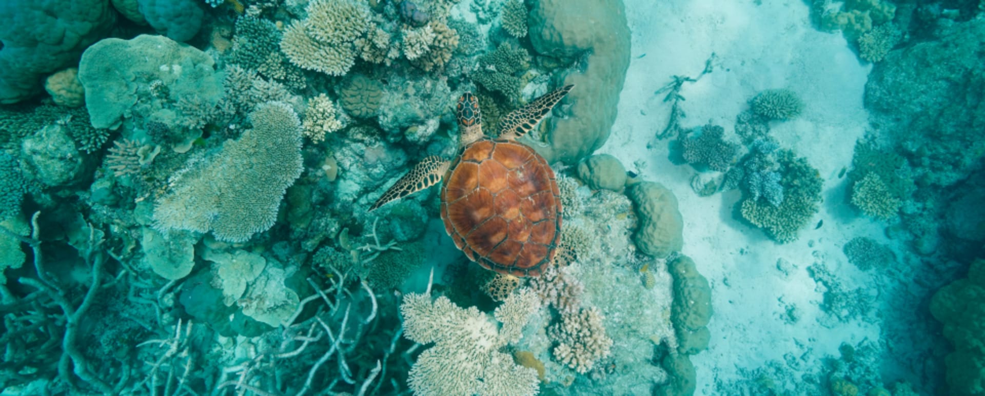 Marine Explorer Experience