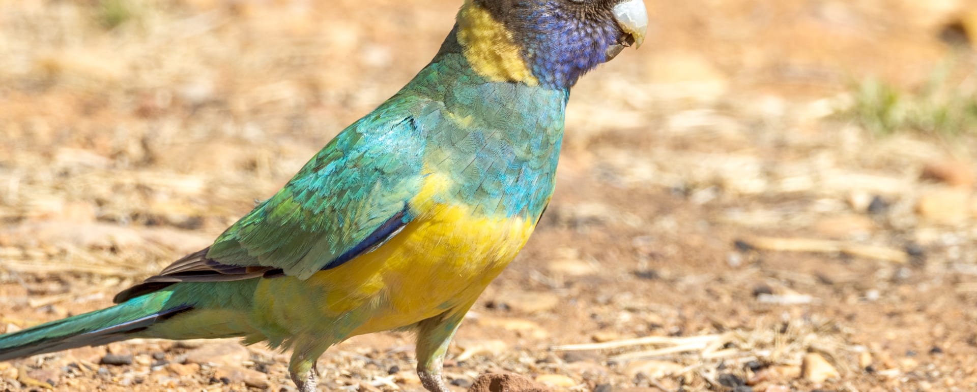 Natural Adventures and Wildlife Experience