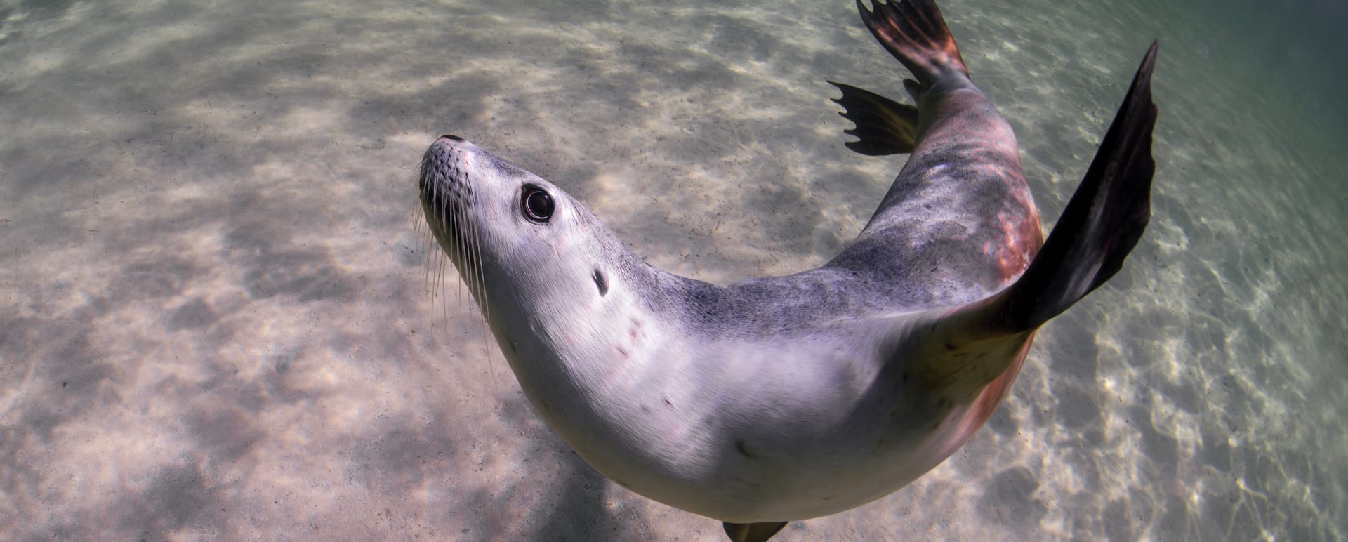 Swim with Sea Lions and Dolphins