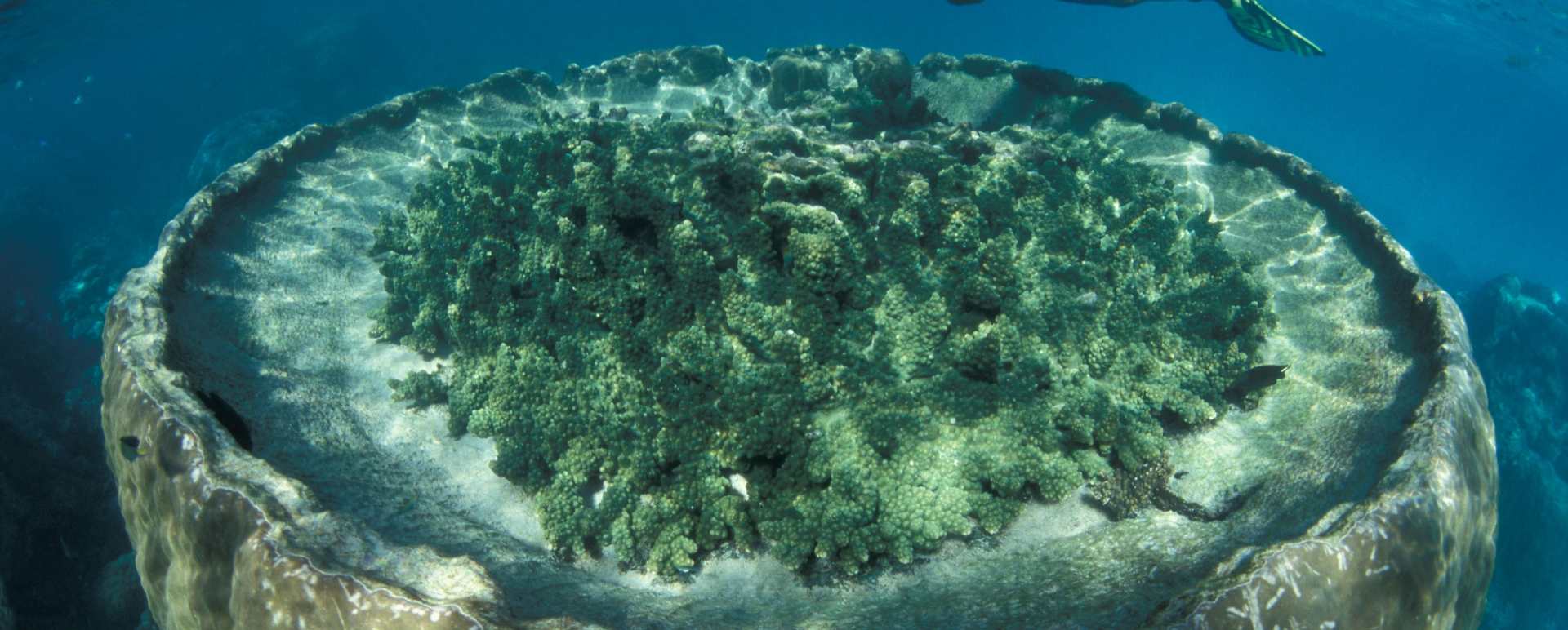 Ningaloo Reef 