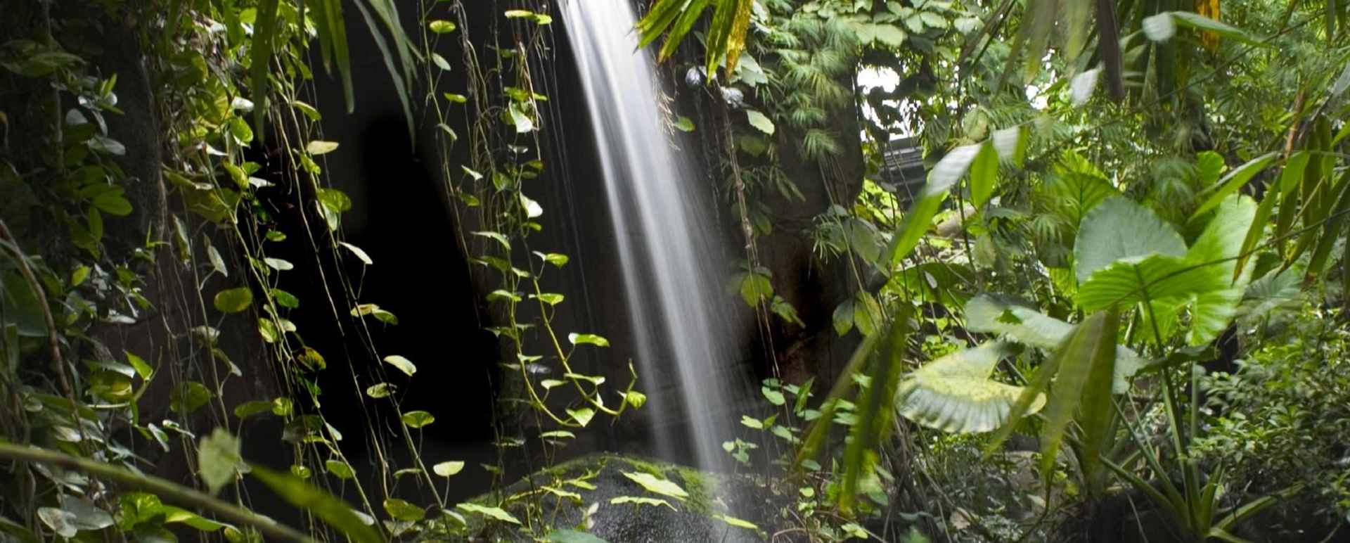 Daintree Rainforest 