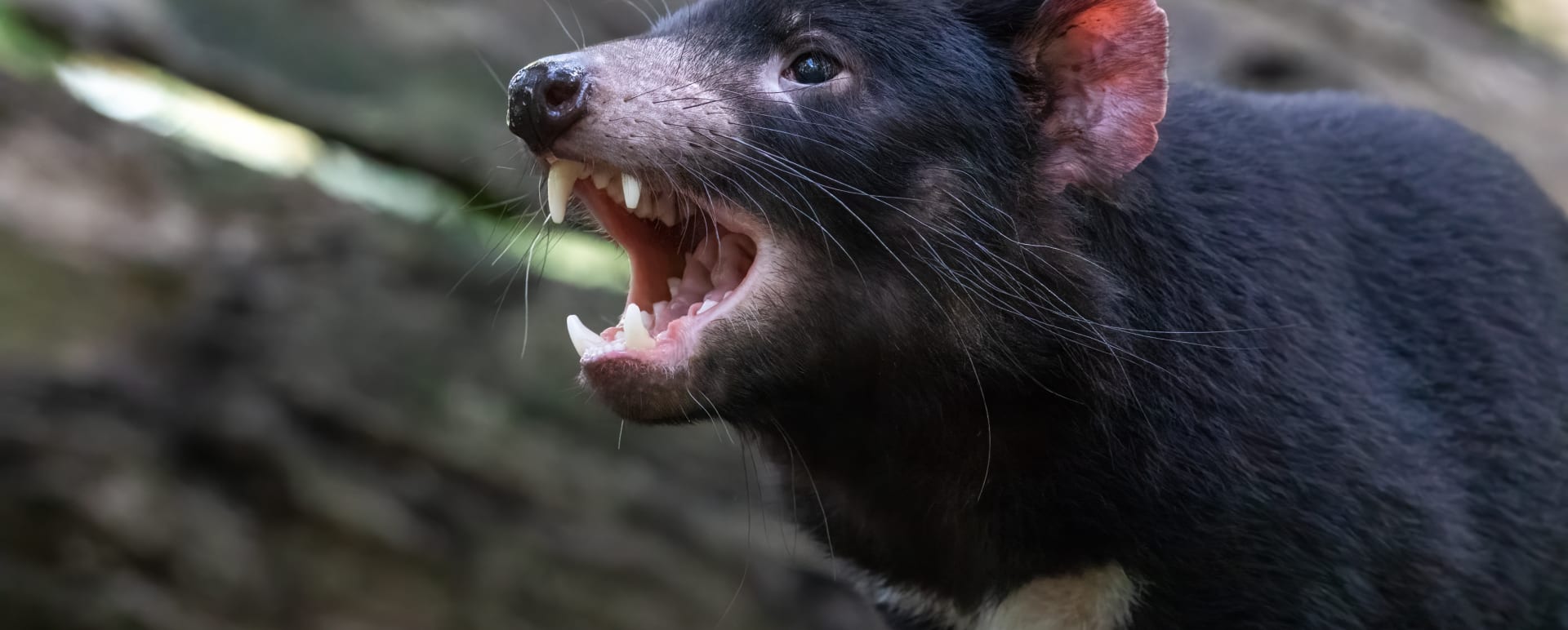Tasmanian Devil 