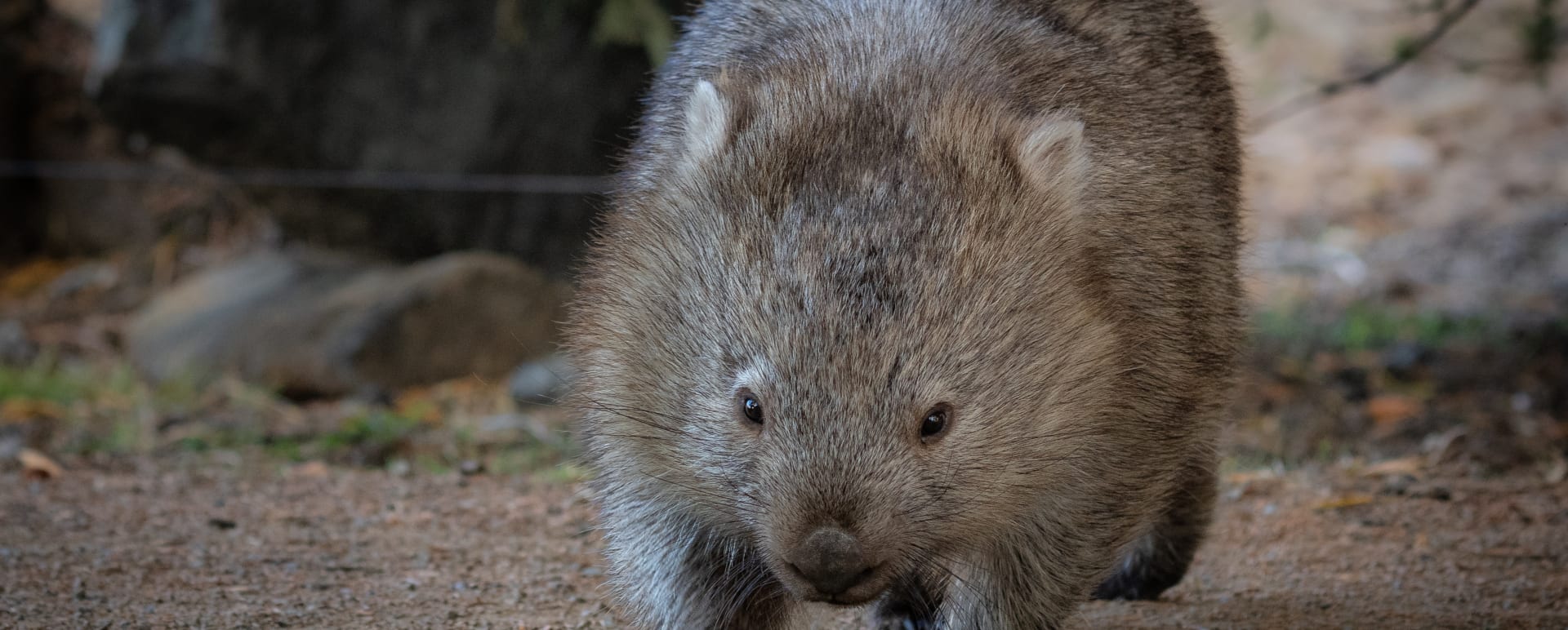 Wombat 