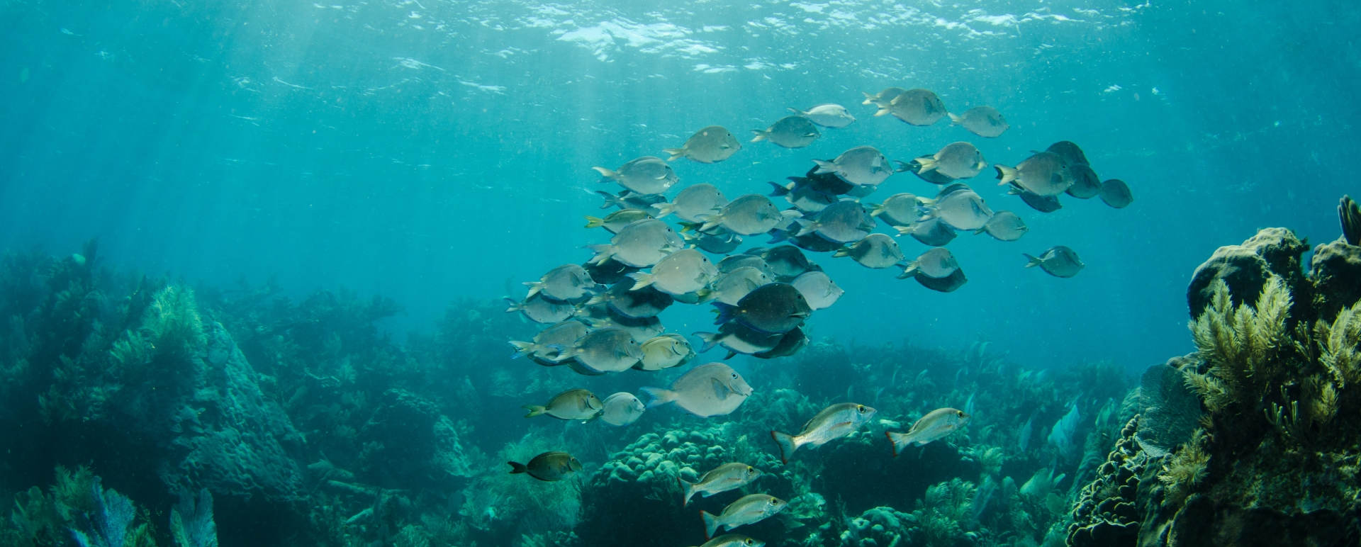 Marine Life - Turneffe Island Resort